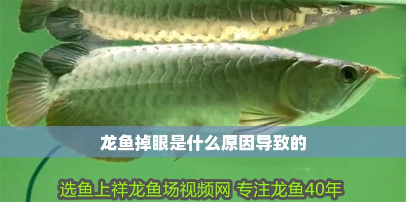 龍魚掉眼是什么原因?qū)е碌? title=