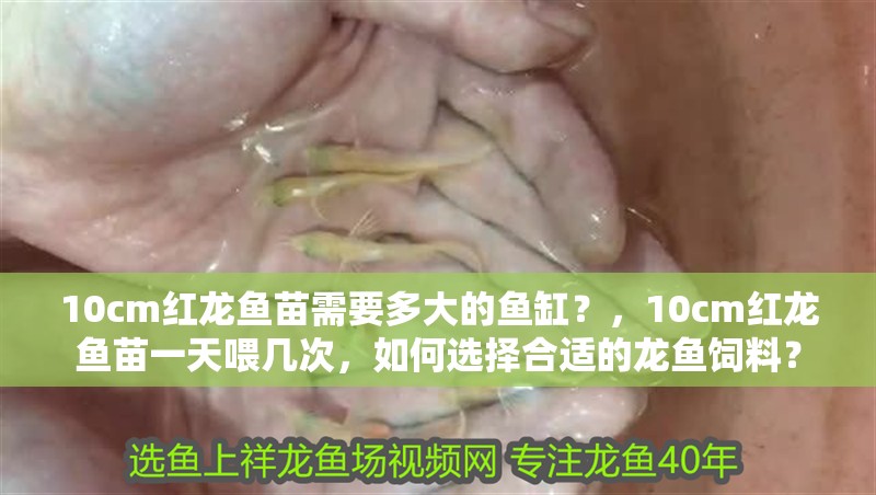 10cm紅龍魚苗需要多大的魚缸？，10cm紅龍魚苗一天喂幾次，如何選擇合適的龍魚飼料？