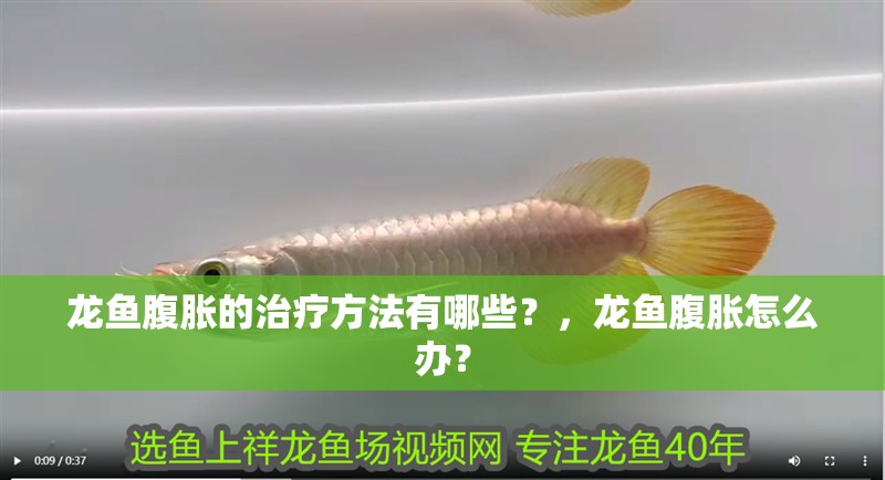 龍魚腹脹的治療方法有哪些？，龍魚腹脹怎么辦？