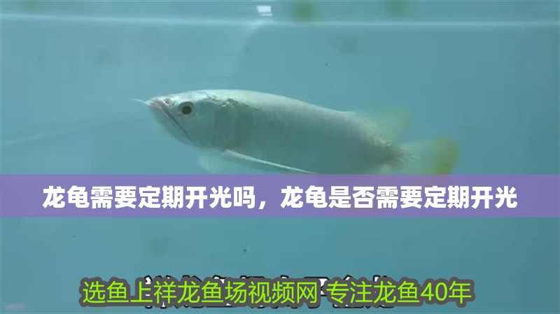 龍龜需要定期開(kāi)光嗎，龍龜是否需要定期開(kāi)光