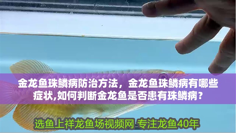金龍魚珠鱗病防治方法，金龍魚珠鱗病有哪些癥狀,如何判斷金龍魚是否患有珠鱗病？