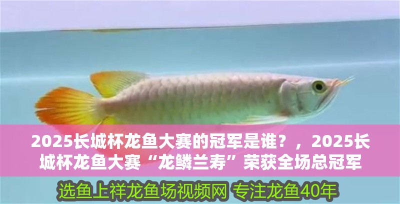 2025長城杯龍魚大賽的冠軍是誰？，2025長城杯龍魚大賽“龍鱗蘭壽”榮獲全場總冠軍