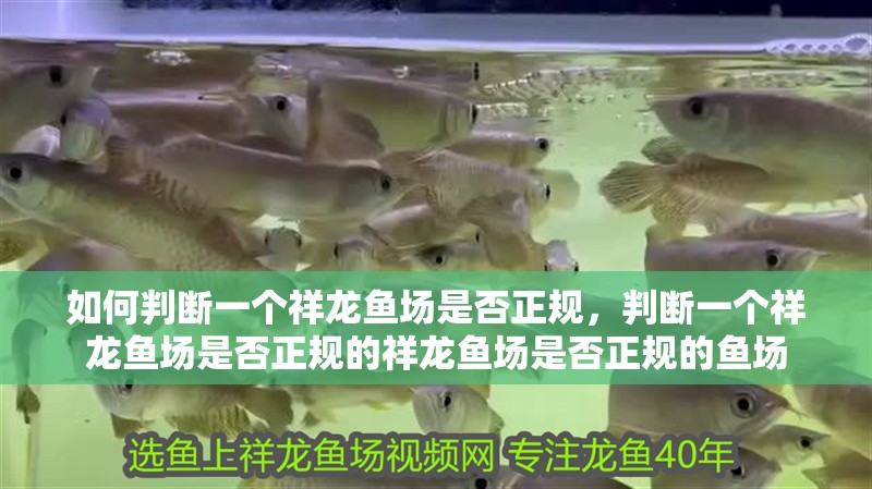 如何判斷一個祥龍魚場是否正規，判斷一個祥龍魚場是否正規的祥龍魚場是否正規的魚場