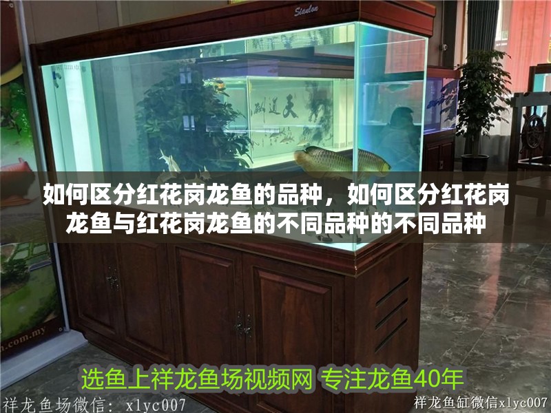 如何區分紅花崗龍魚的品種，如何區分紅花崗龍魚與紅花崗龍魚的不同品種的不同品種