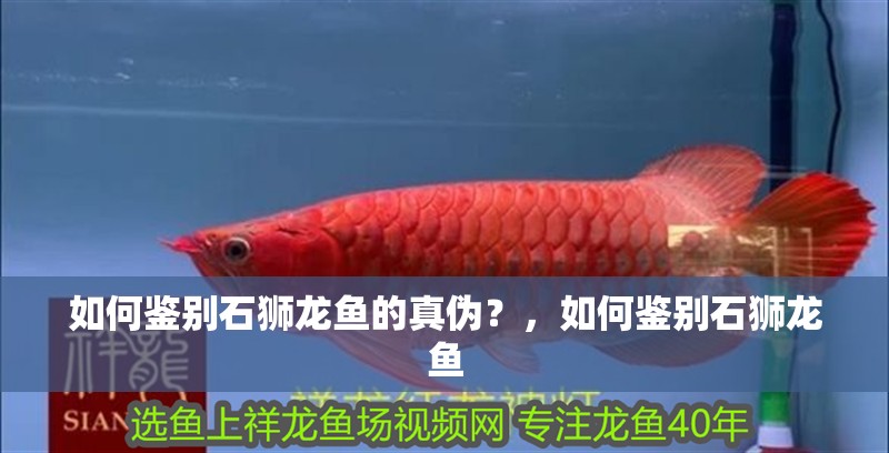 如何鑒別石獅龍魚的真偽？，如何鑒別石獅龍魚