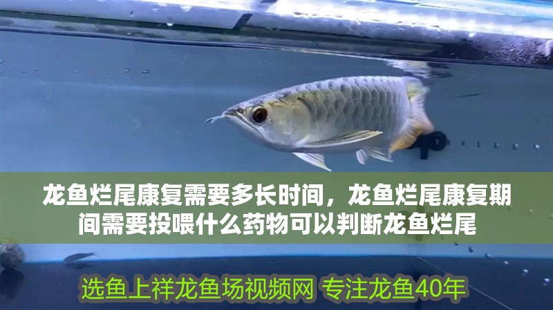 龍魚爛尾康復(fù)需要多長時(shí)間，龍魚爛尾康復(fù)期間需要投喂什么藥物可以判斷龍魚爛尾