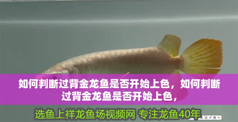 如何判斷過背金龍魚是否開始上色，如何判斷過背金龍魚是否開始上色，