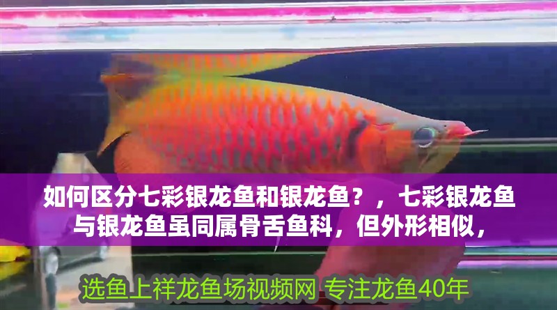 如何區(qū)分七彩銀龍魚和銀龍魚？，七彩銀龍魚與銀龍魚雖同屬骨舌魚科，但外形相似，