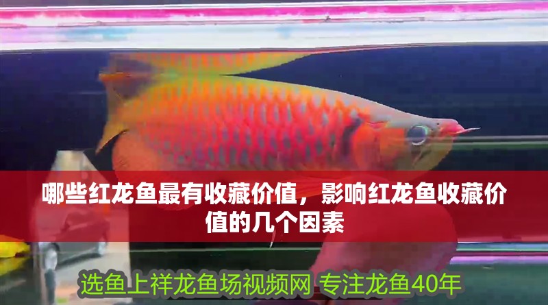 哪些紅龍魚最有收藏價值，影響紅龍魚收藏價值的幾個因素