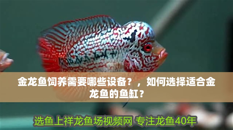 金龍魚飼養需要哪些設備？，如何選擇適合金龍魚的魚缸？