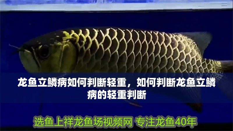 龍魚立鱗病如何判斷輕重，如何判斷龍魚立鱗病的輕重判斷