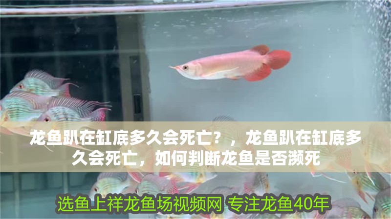 龍魚趴在缸底多久會死亡？，龍魚趴在缸底多久會死亡，如何判斷龍魚是否瀕死