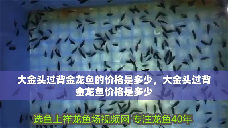 大金頭過背金龍魚的價格是多少，大金頭過背金龍魚價格是多少