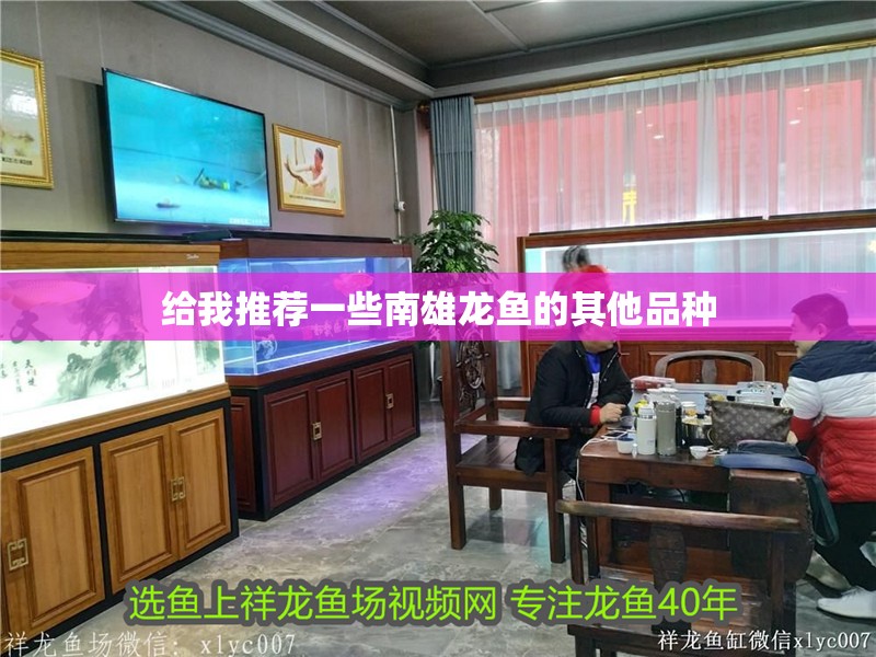 給我推薦一些南雄龍魚的其他品種