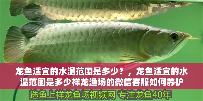 龍魚適宜的水溫范圍是多少？，龍魚適宜的水溫范圍是多少祥龍漁場的微信客服如何養護