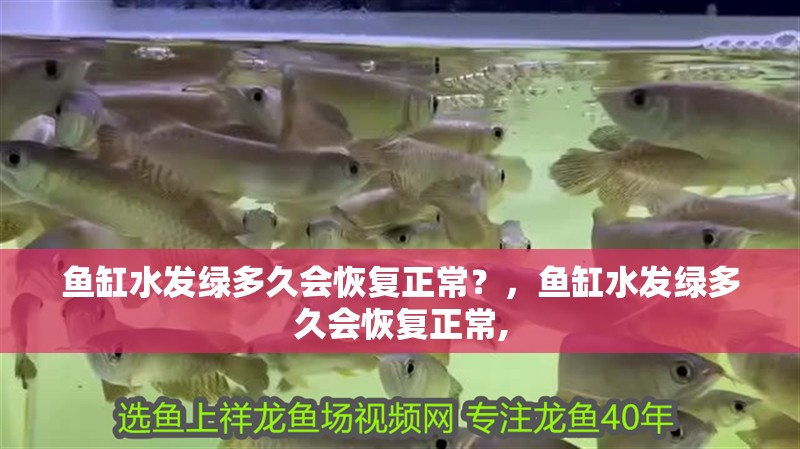 魚缸水發綠多久會恢復正常？，魚缸水發綠多久會恢復正常,