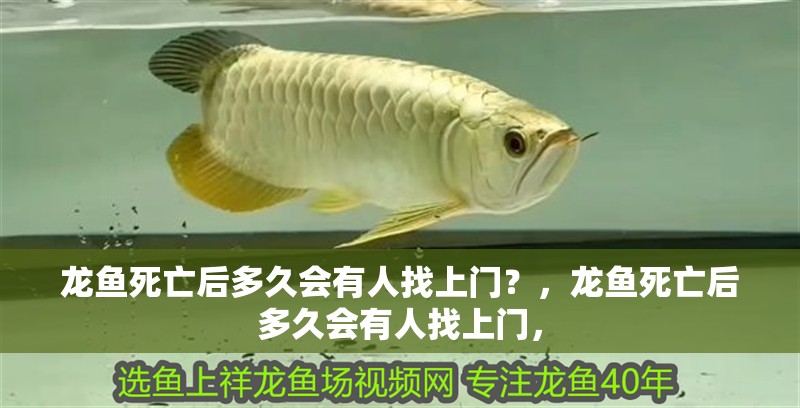 龍魚死亡后多久會有人找上門？，龍魚死亡后多久會有人找上門，