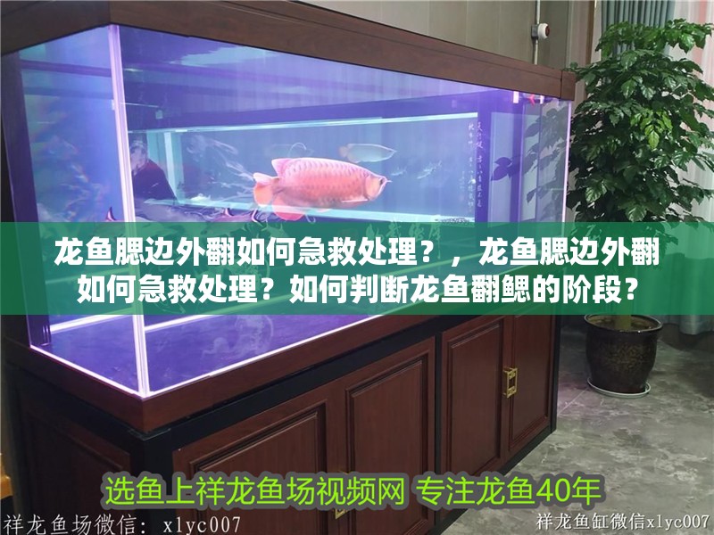 龍魚腮邊外翻如何急救處理？，龍魚腮邊外翻如何急救處理？如何判斷龍魚翻鰓的階段？