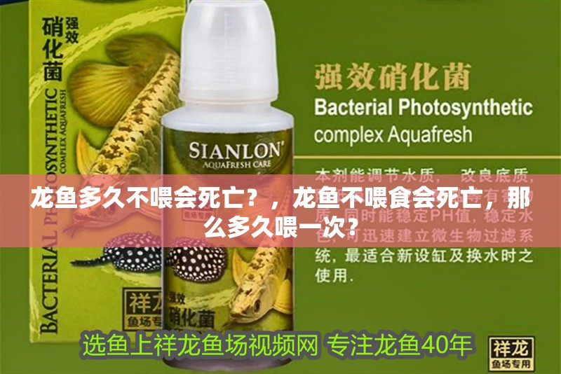 龍魚多久不喂會死亡？，龍魚不喂食會死亡，那么多久喂一次？