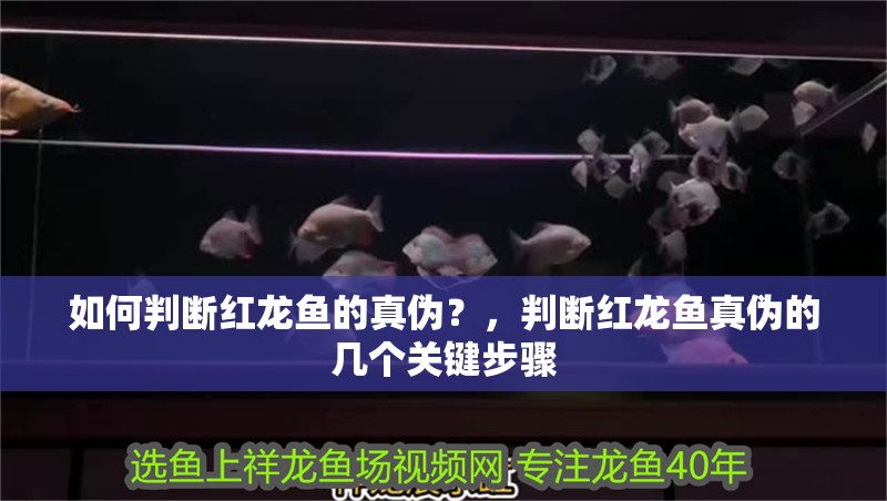 如何判斷紅龍魚的真偽？，判斷紅龍魚真偽的幾個關鍵步驟
