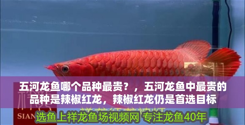 五河龍魚哪個品種最貴？，五河龍魚中最貴的品種是辣椒紅龍，辣椒紅龍仍是首選目標