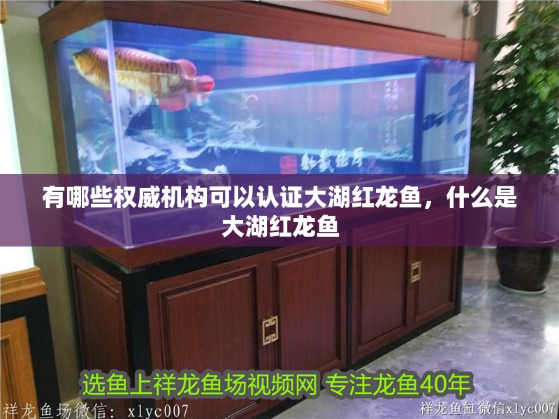 有哪些權(quán)威機構(gòu)可以認證大湖紅龍魚,什么是大湖紅龍魚
