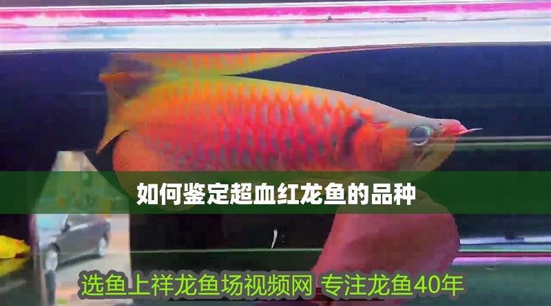 如何鑒定超血紅龍魚的品種