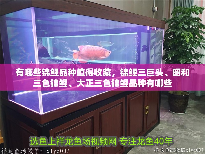 有哪些錦鯉品種值得收藏，錦鯉三巨頭、昭和三色錦鯉、大正三色錦鯉品種有哪些