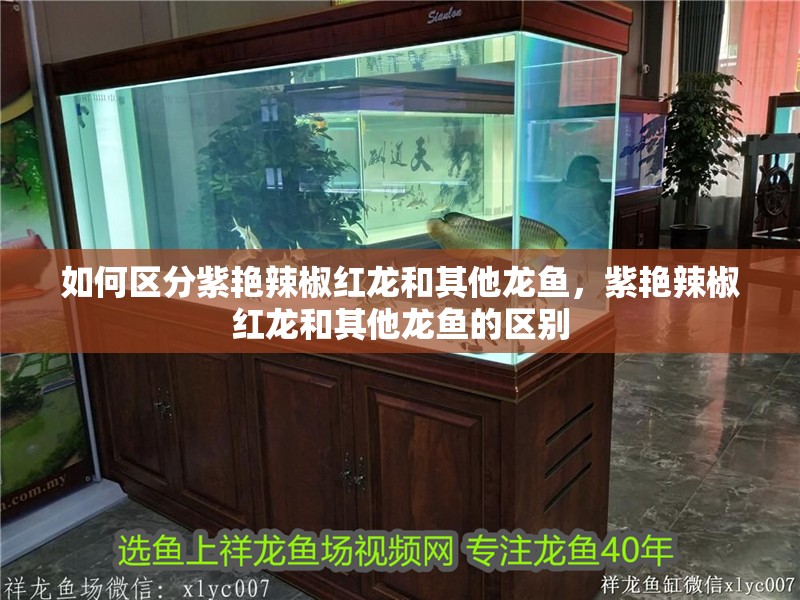 如何區(qū)分紫艷辣椒紅龍和其他龍魚，紫艷辣椒紅龍和其他龍魚的區(qū)別