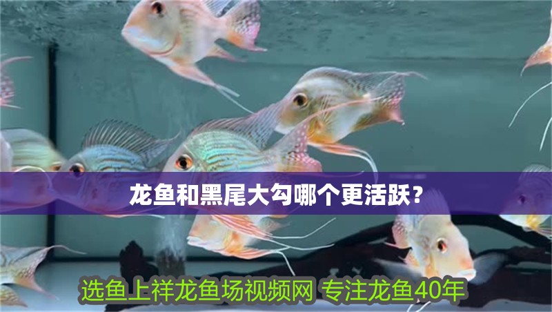 龍魚和黑尾大勾哪個更活躍？