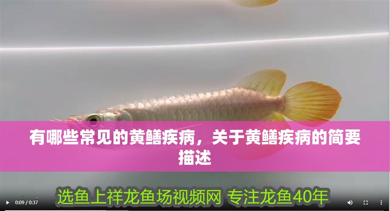 有哪些常見(jiàn)的黃鱔疾病，關(guān)于黃鱔疾病的簡(jiǎn)要描述