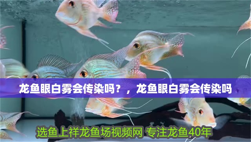 龍魚(yú)眼白霧會(huì)傳染嗎？，龍魚(yú)眼白霧會(huì)傳染嗎