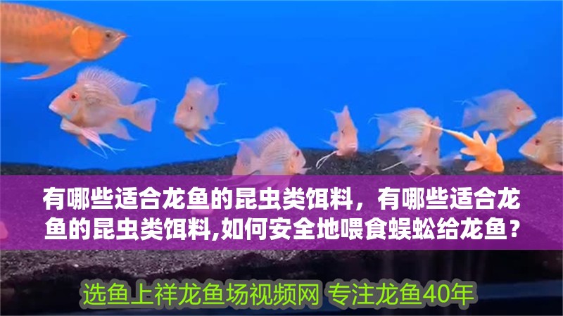 有哪些適合龍魚的昆蟲類餌料，有哪些適合龍魚的昆蟲類餌料,如何安全地喂食蜈蚣給龍魚？