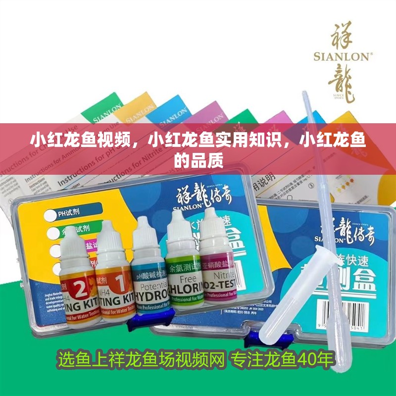 小紅龍魚視頻，小紅龍魚實用知識，小紅龍魚的品質