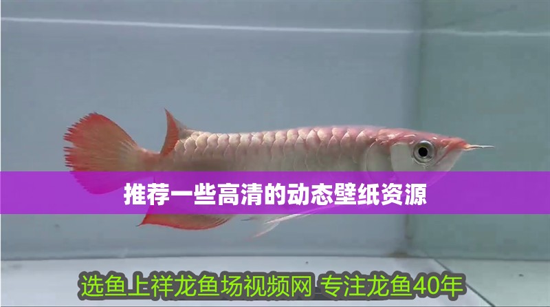 推薦一些高清的動態壁紙資源