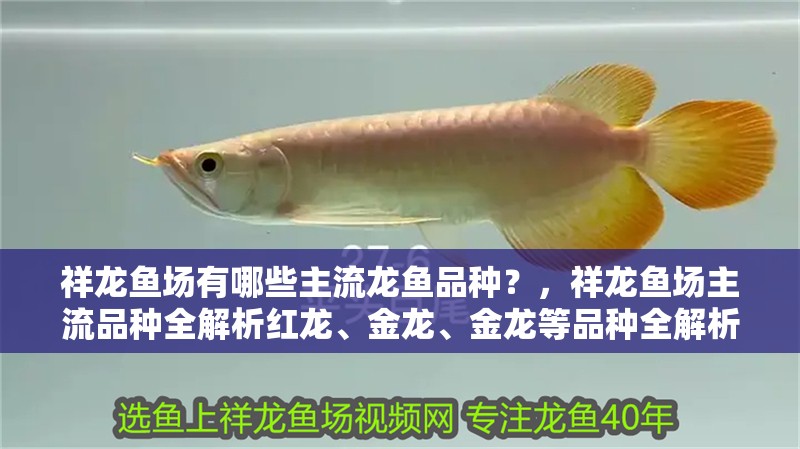 祥龍魚場有哪些主流龍魚品種？，祥龍魚場主流品種全解析紅龍、金龍、金龍等品種全解析