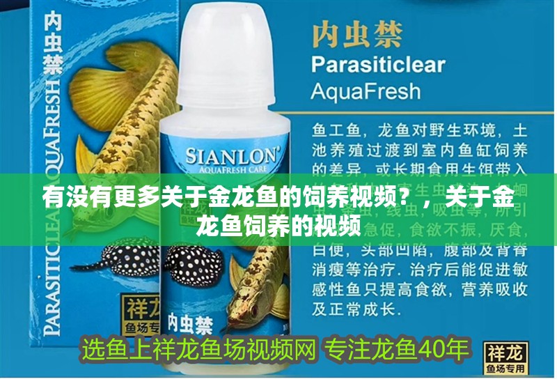 有沒有更多關于金龍魚的飼養視頻？，關于金龍魚飼養的視頻