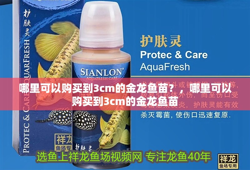 哪里可以購買到3cm的金龍魚苗？，哪里可以購買到3cm的金龍魚苗