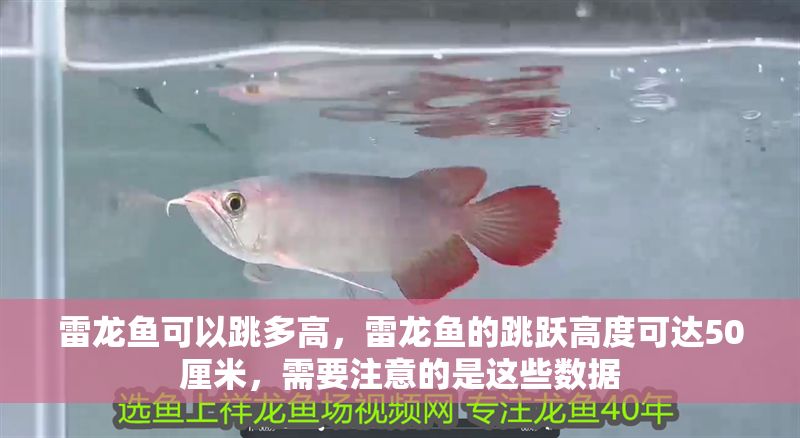 雷龍魚可以跳多高，雷龍魚的跳躍高度可達50厘米，需要注意的是這些數(shù)據(jù)