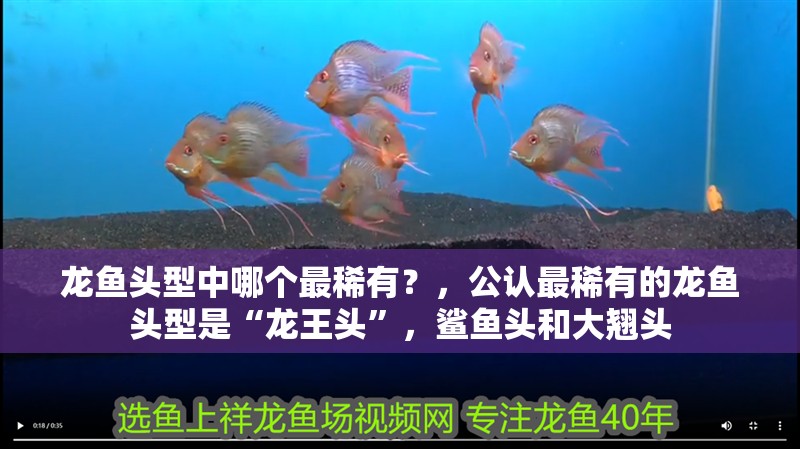 龍魚頭型中哪個最稀有？，公認最稀有的龍魚頭型是“龍王頭”，鯊魚頭和大翹頭