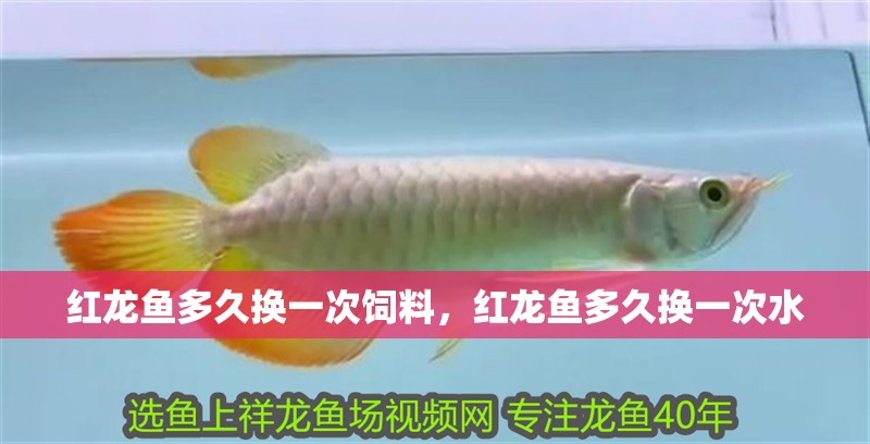 紅龍魚多久換一次飼料，紅龍魚多久換一次水