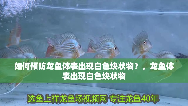 如何預(yù)防龍魚(yú)體表出現(xiàn)白色塊狀物？，龍魚(yú)體表出現(xiàn)白色塊狀物