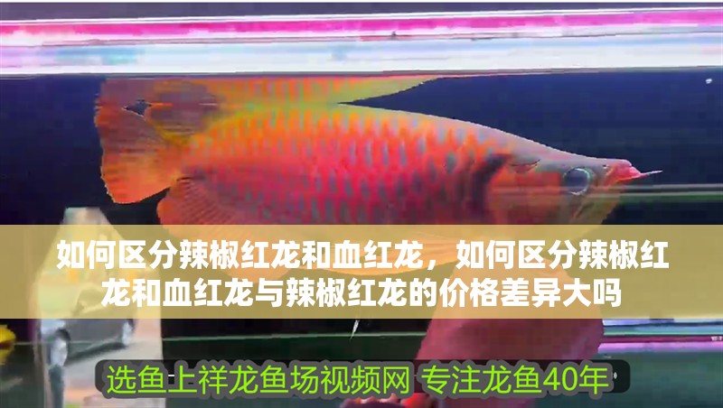 如何區分辣椒紅龍和血紅龍，如何區分辣椒紅龍和血紅龍與辣椒紅龍的價格差異大嗎