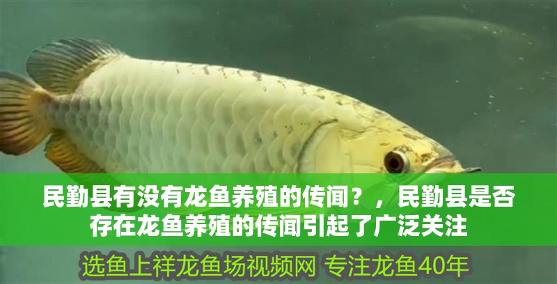 民勤縣有沒(méi)有龍魚(yú)養(yǎng)殖的傳聞？，民勤縣是否存在龍魚(yú)養(yǎng)殖的傳聞引起了廣泛關(guān)注