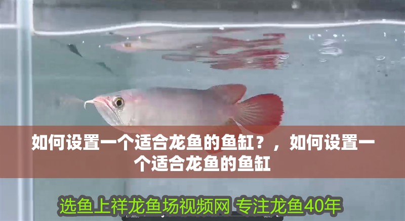 如何設置一個適合龍魚的魚缸？，如何設置一個適合龍魚的魚缸