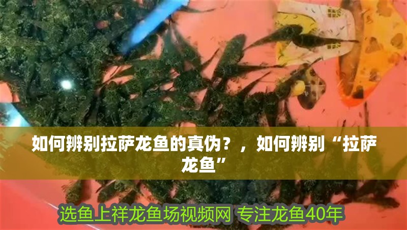 如何辨別拉薩龍魚的真偽？，如何辨別“拉薩龍魚”