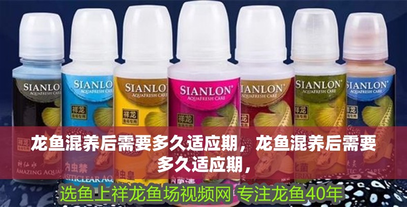 龍魚混養(yǎng)后需要多久適應(yīng)期，龍魚混養(yǎng)后需要多久適應(yīng)期，