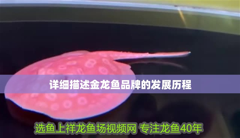 詳細(xì)描述金龍魚品牌的發(fā)展歷程