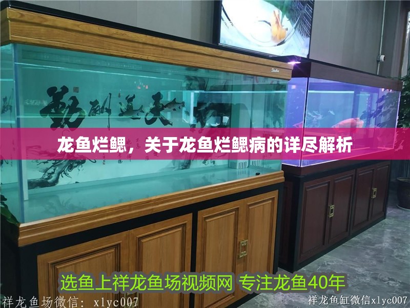 龍魚爛鰓，關于龍魚爛鰓病的詳盡解析