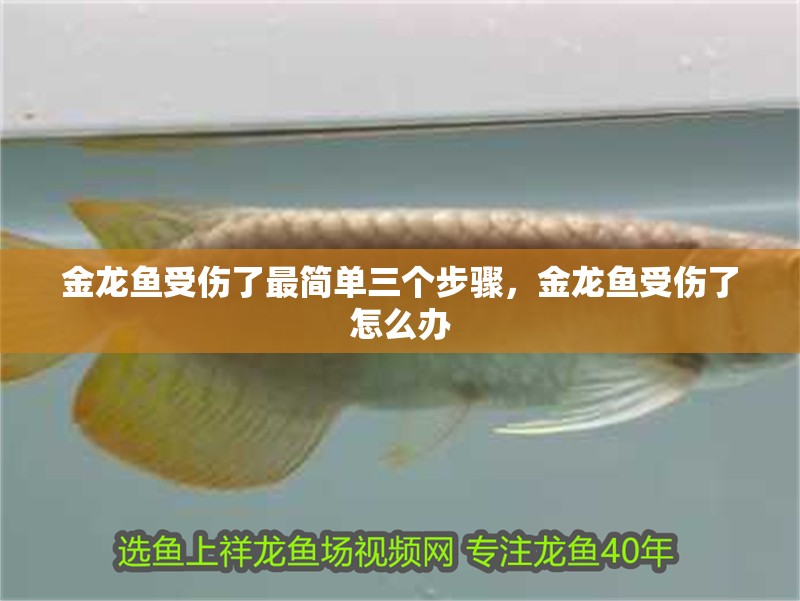 金龍魚受傷了最簡單三個步驟，金龍魚受傷了怎么辦